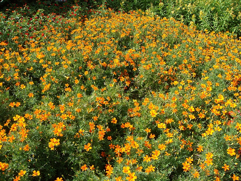 202 Longwood Gardens [2008 August 23].JPG - Longwood Gardens in Pennsylvania
